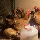 دجاج فرنسي بيور سدير