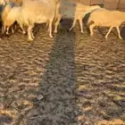 غنم حريات مراح واحد وسعر يرضي الزبون لاتفوتكم