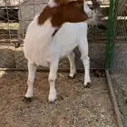 جفره وتيس قزميات