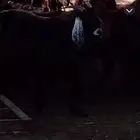 غنم مسروقه دمج خلف الوافر