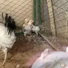 دجاج فرنسيه بفروخها