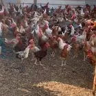 دجاج وديوك بيع تفريد وجمله عروض اسعار ممتازه