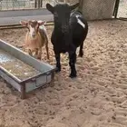 جفره قزميه مستوى طيب