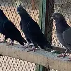 قطايف ذكور وانث وحده. الخرج