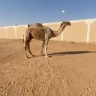 قعود باتلي على بعير ابن دلمخ