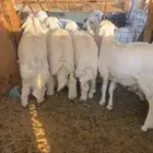 ذبايح طليان حرية مع الذبح والتوصيل