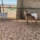 جفره قزميه مستوى طيب