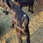 تيوس وجفرات