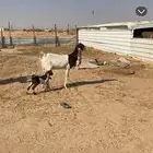 تم البيع للبيع عنز مشروكه