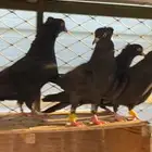 سود سالم عيال المطرفة