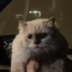 قطه منقذه تبني