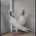 حمام باكستاني تيدي