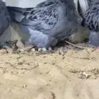 لعشاق الفرش