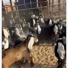 مطلوب تيوس مندي