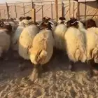 ذبيحتك لباب بيتك