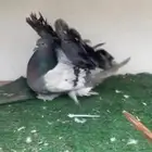 زوج رقاص أمريكي تم البيع