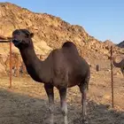 جمل احمر مشروط رباع