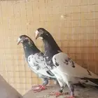 حمام باكستاني تيدي شينا