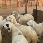 طليان سواكن مرباه للثلاجه