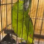 ي اهل الطيور الامازون هذا درجة كم