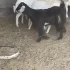 مسروق 5 غنم حريات