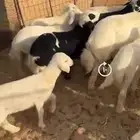 غنم حريات مواليد غنم بريات منوة القناي