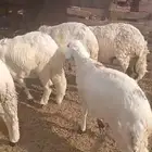 طليان سواكن للثلاجه