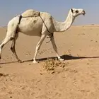 ضروبه