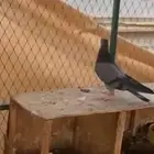 جوز زرق مطاريف من حمام العسعوس. الموقع الخرج