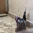 ديك ودجاجتين حباحب