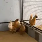 دجاج حباحب اطقم مستويات فاخره