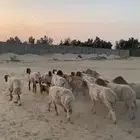 للبيع جمله شياه دفيع ورغوث