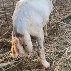 طلي رفيدي للبيع الحد 900