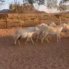 غنم حريات حرش جذعات ثنوات مراح نظيف