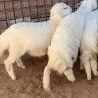 بهم حري نظيف وطيب