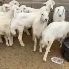 طليان حبص و نجد