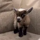 للبيع ماعز قزم