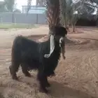 تيس عارضي صنف ( ثني )