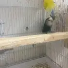 جوز روز منتج