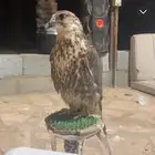 جهاز مارشال وريشه تتبع جديده وطير حر. معزل طيور