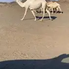 هوندا كورد 2017