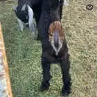 تيوس وطليان