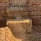 تبن قمح شد جندير