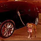 Pitbull red nose for sale