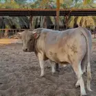 ثور الماني لحم ثني