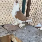 جوز شيرازي اصفر الخرج