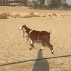 عنز سديس مشروكه