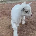 تيس قزمي بيور