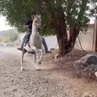 حصان شعبي للبيع