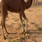 بعير فحل ساحلي